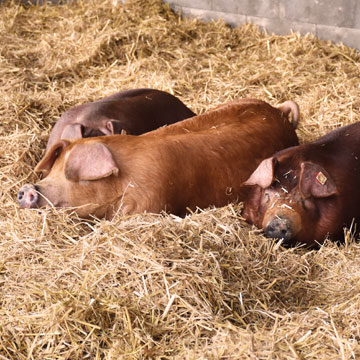 Entspannte Moorschweine im Stroh